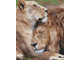 Лев и львица: на страже сна Ah09901 (алмазная мозаика)  mgm-mt avmn
