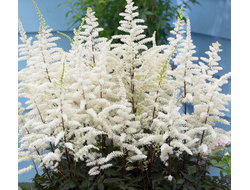 Астильба Каппучино (Cappucino)