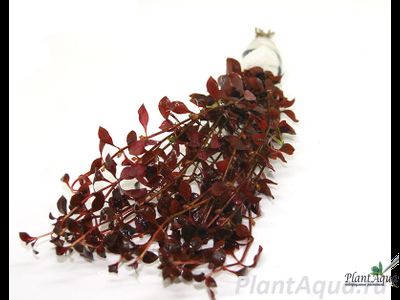 Людвигия натанс Super red (пучок)