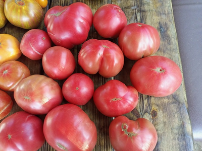 Томат гном ОПО (OPO)