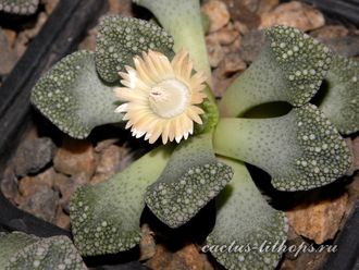 Titanopsis calcarea SB1311 Kimberley (MG-1870.3) - 5 семян