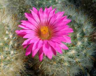 Krainzia guelzowiana SB 465 - 10 семян