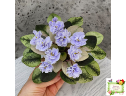 Scales (Е. Лебецкая)