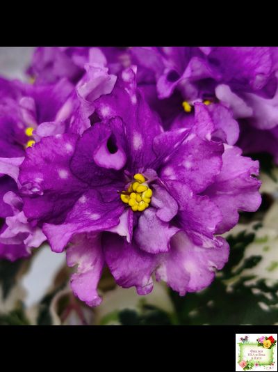 ВаТ-Шоколадное Настроение (Т. Валькова) 2019 г.