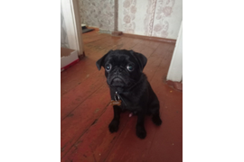 Ксения: У меня двое питомцев, и оба обожают натуральные корма! Мопс по имени Кузьмич. Обожает есть рацион "Витаминный". Наша ангора Каролина...у нее проблемы с желудком, поэтому корм мы подбирали очень аккуратно. И ей подошел "Гастро+". 