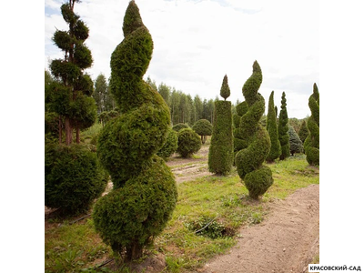 Туя Смаргад Грин Арт