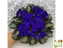 Harmony's Little Stinker (Harmony) листовая химера (пасынок сорт укоренённый)