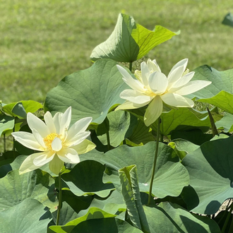 Лотос белый (Nelumbo nucifera) абсолю 1 г