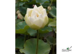 Лотос Бинг Джиао (Bing Jiao)