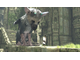 Диск Sony Playstation 4 The Last Guardian: Последний хранитель