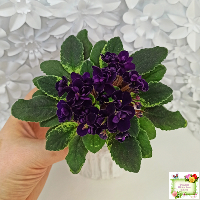 ЛЕ-Мия (Е.Лебецкая) 2018 г.