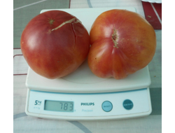 Томат Загадка природы