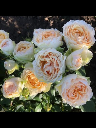 Гравитация (Gravity)