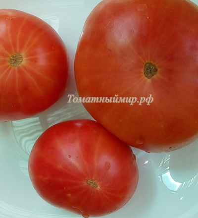 Томат Розовая магия (Болгария)