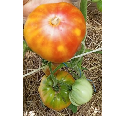 Томат Marvel striped (Полосатое чудо)