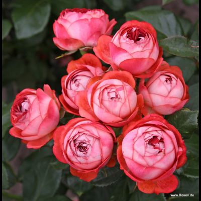 Помпеи (Pompeji)