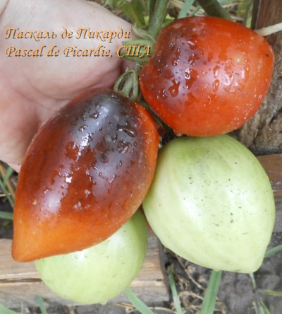 Томат Паскаль из  Пикардии (Pascal de Picardie), США