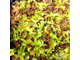 Dionaea muscipula Jaws smiley