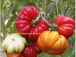 Томат Лотарингская красавица (Beauty Lottringa)