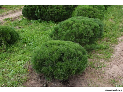 Ниваки - Бонсай садовый Сосна горная