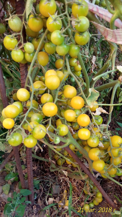 Томат Зеленый виноград (Green Grape)