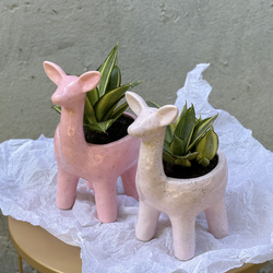 Флорариумы и горшечные растения