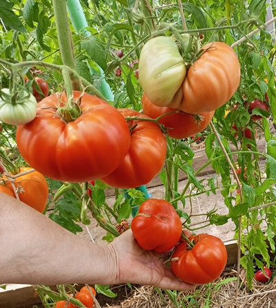 Томат Бель из Пуату (Belle du Poiton, Красота Пуату)