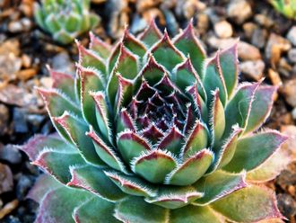 Sempervivum tectorum - розетка