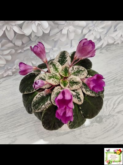 СК-Пангея (А.Кузнецов) 2014 г.