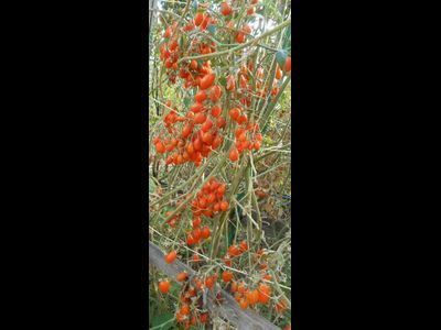 Томат  Груша апельсиновая (Pera Naranja, Груша оранжевая)