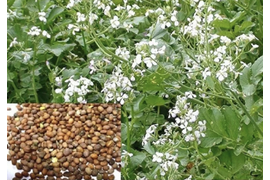 Редька масличная