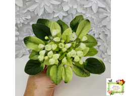 Н-Нейтири (Н. Бердникова) 2016 г.