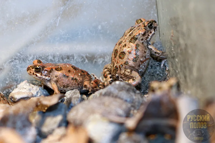 АФРИКАНСКАЯ ЗЕЛЕНАЯ ЖАБА, BUFOTES BOULENGERI
Содержание - https://terrafood-shop.ru/articles/afrikanskaia-zelenaia-zhaba-bufotes-boulengeri-soderzhanie-doma