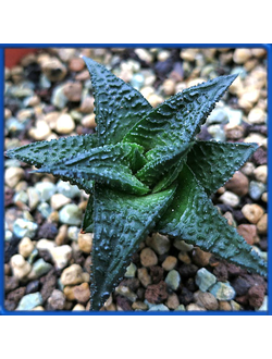 Haworthia limifolia 'Nigra'
