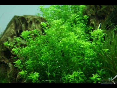 Микрантемум микрантемойдес в аквариуме