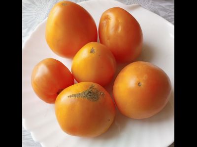 Томат Ранний оранжевый Розали (Rosalie’s early orange), США