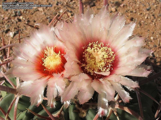 Notocactus corynodes Uruguayan 'Horse Crippler' (D=15-18mm) MG-1052.6