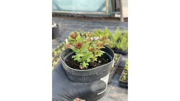 Спирея "Спарклинг Шампань" 