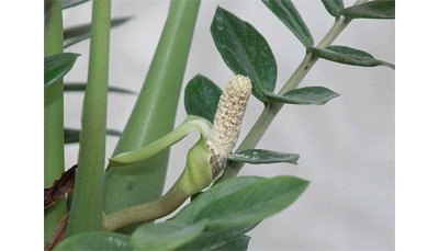 "Пестик долларового дерева (замиокулькаса)" Силиконовый молд