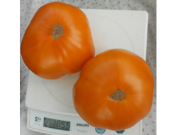 Томат Амана Оранж (Amana orange)