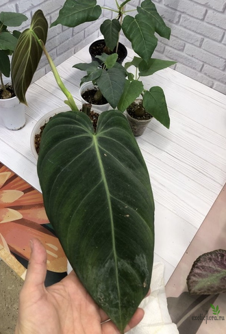 Philodendron Melanochrysum / Филодендрон Меланохризум