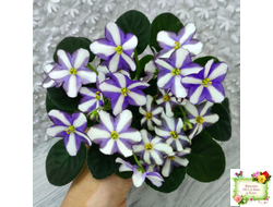 7 Белок (Калгины) химера (пасынок из цветоноса укоренённый)