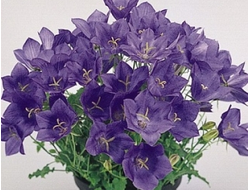 Колокольчик карпатский Clips Deep Blue, p9