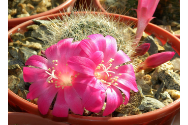 Rebutia senilis v. lilacino-rosea