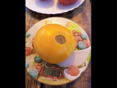 Томат Желтые Вашингтона (Washington Yellow)