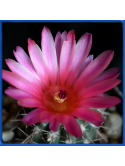 Notocactus submammulosus v.minor