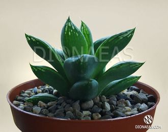 Хавортия ладьевидная - Haworthia Cymbiformis