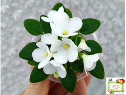 ЛЕ-Принцесса Лея (Е.Лебецкая) 2016 г. (детка)