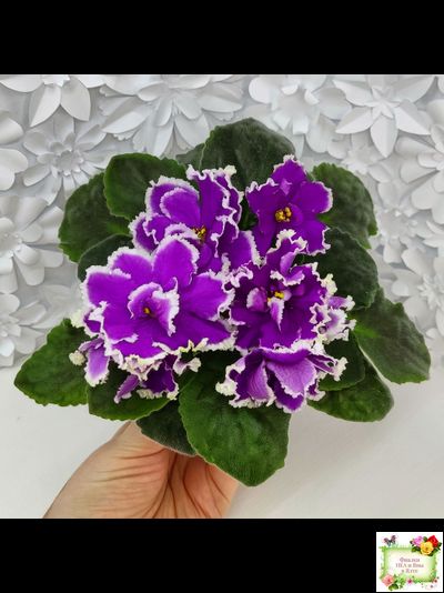 ЕК-Малахитовая Орхидея (Е. Коршунова) 2012 г.