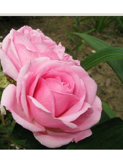 Прерия Джой (Prairie Joy) роза ЗКС